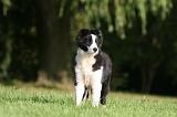 BORDER COLLIE 1326